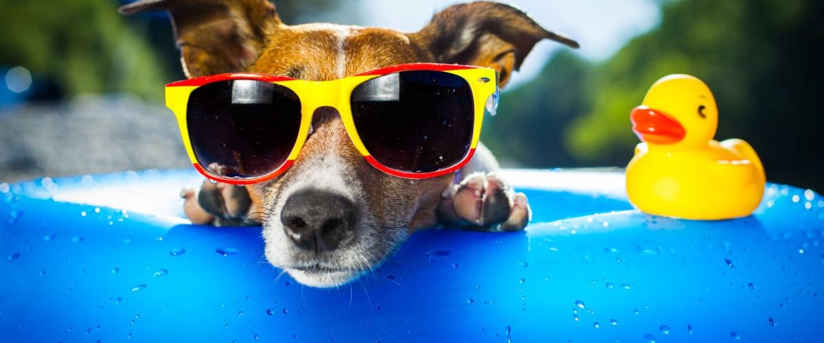 A dog wearing sunglasses cools off from the summer heat in an innertube with a rubber duck.