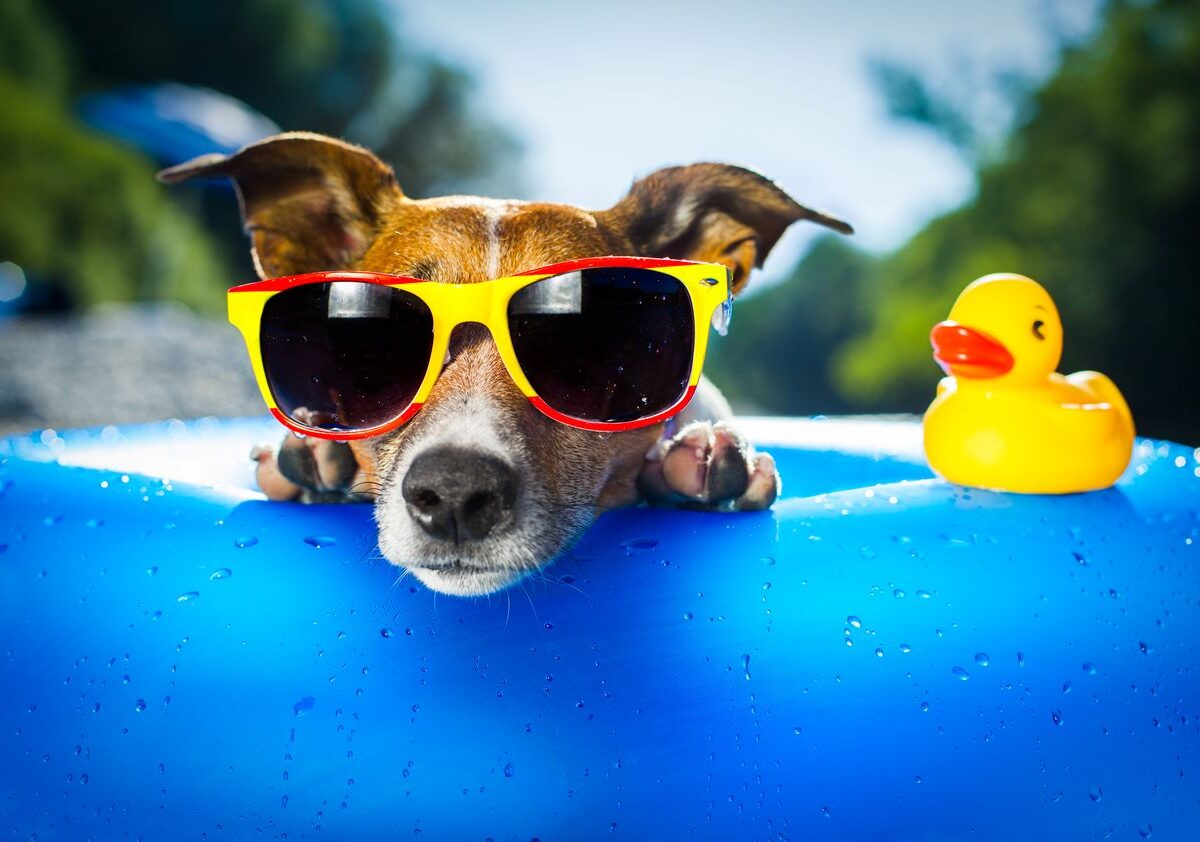 A dog wearing sunglasses cools off from the summer heat in an innertube with a rubber duck.