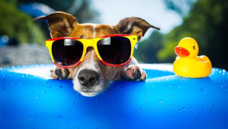 A dog wearing sunglasses cools off from the summer heat in an innertube with a rubber duck.